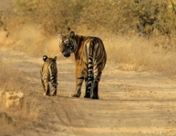 Sariska Tiger Reserve