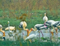 Keoladeo National Park Birds