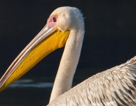 Keoladeo National Park duck