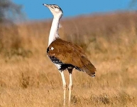 Bird