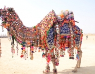Rajasthan Camel