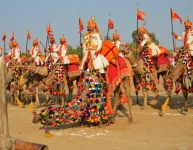 Camel