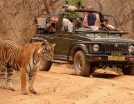 Ranthambore National Park Sawai Madhopur