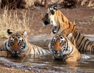 Ranthambore-National-Park