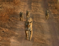 Ranthambore-Tiger