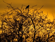 Ranthambore