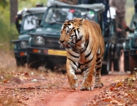 ranthambhore_3