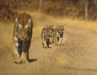 ranthambore-rajasthan