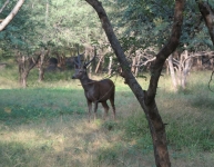 Sawai_Madhopur