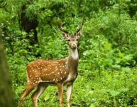 Sajjangarh Sanctuary Udaipur