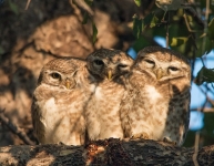 Keoladeo National Park owl