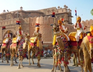 camel-festival-bikaner